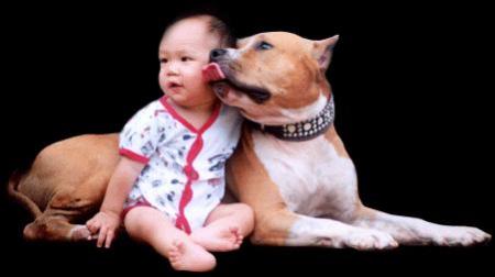 dire quond dit que sait des chiens mechants ca se vois