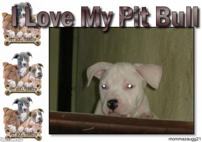 un bb pit bull