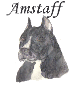 am-staff