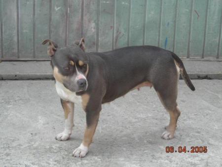 notre chien