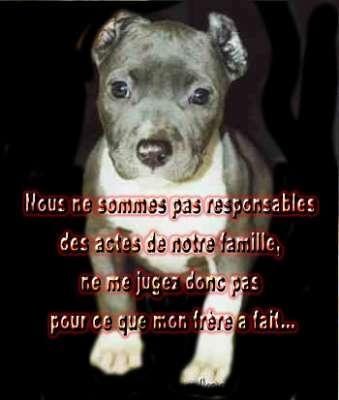 pouvre tit bête dire que l'ont dit que sait des chien mechant