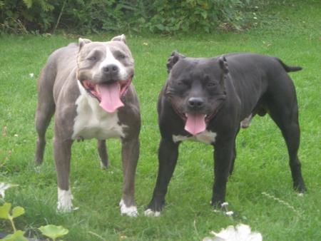 le couple des molosses