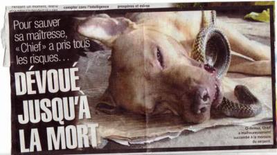encore un qui est mort !pour sauver sa mâitresse