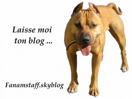 laisse moi ton blog