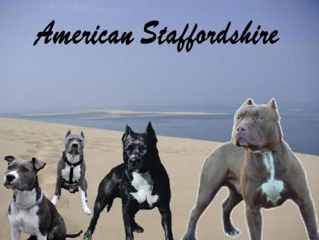 am-staf