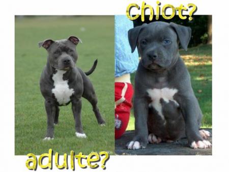 adulte ou chiot