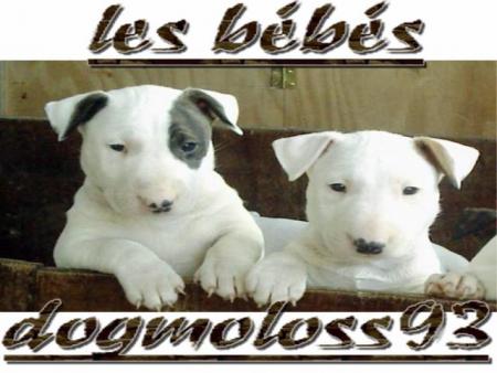 bull&terrier