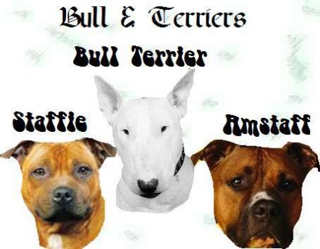 am-staff        bull&terrier                      am-staff