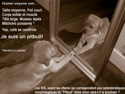 pitbul