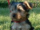 mon ptit chien tommy
