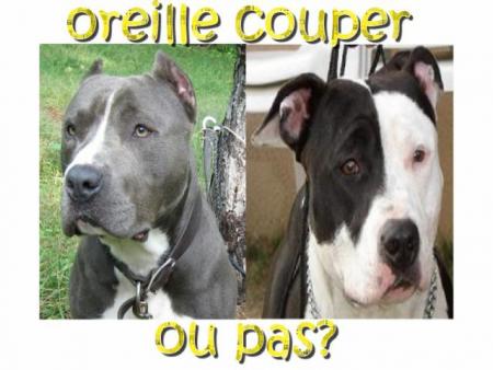 oreille couper ou pas